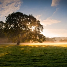 viewes, Meadow, rays, sun, Fog, trees