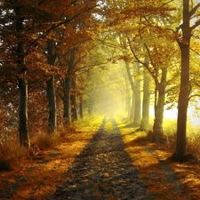 viewes, Path, rays, sun, Przebijające, trees