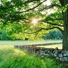 trees, Meadow, rays, sun, Stones, forest