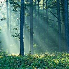 rays, sun, viewes, grass, trees