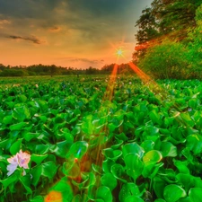 rays, sun, sun, Flowers, west