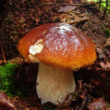 Real mushroom, boletus