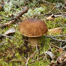Real mushroom, boletus, forest, mushrooms, Kociewie