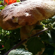 Leaf, Big, Real mushroom