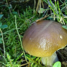 Plants, Mushrooms, Real mushroom