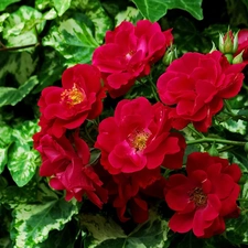 Red, Flowers, balcony