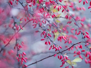 barberry, Fruits, Twigs, Red