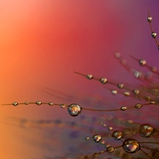 blades, Rosy, red, drops