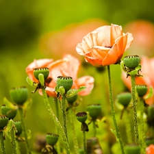 red weed, Capsules