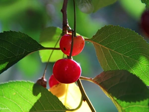 cherries, Fruits, Leaf, Red