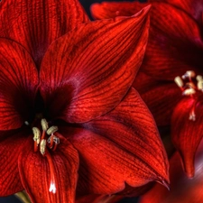 amaryllis, Colourfull Flowers, Red