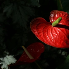 Anturium, Colourfull Flowers, Red