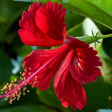 Colourfull Flowers, Red Hibiscus