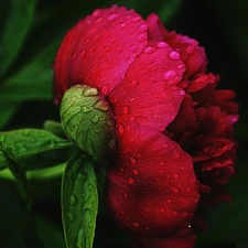 peony, Colourfull Flowers, red