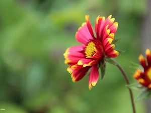 Colourfull Flowers, yellow, Red