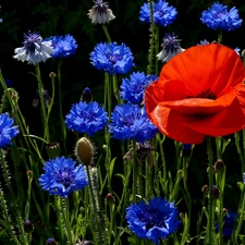 red weed, cornflowers