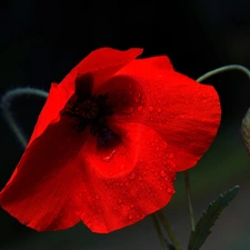 doughnut, Red, red weed