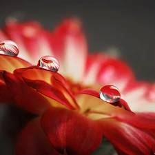 drops, Colourfull Flowers, Red, rain