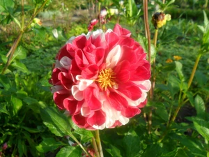 Leaf, white and Red, Colourfull Flowers