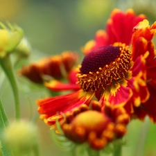 Colourfull Flowers, Helenium, Red