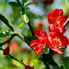 Red, Flowers, Bush, quince, flower