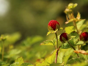 fruit, Duchesnea Indica, Red
