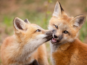 fox, red head, Two cars