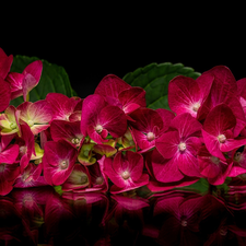 Leaf, reflection, hydrangea, red hot, Colourfull Flowers