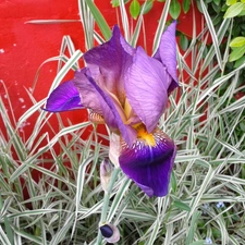 iris, Yellow, Red Wall, blue