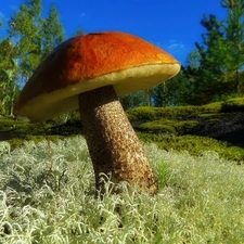 Red, Mushrooms, Kozak