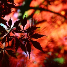 Leaf, Maple Palm, Red