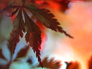 Leaf, Maple Palm, Red