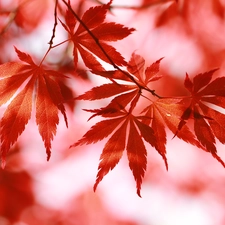 Leaf, Maple Palm, Red