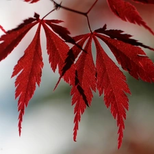 Leaf, Maple Palm, Red