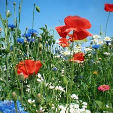 Margaretki, Meadow, red weed