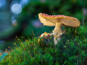mushrooms, toadstools, Moss, Red