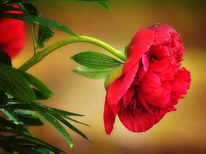 red hot, peony