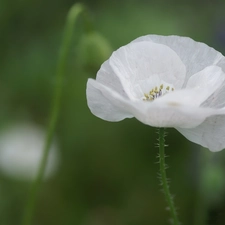 stalk, White, red weed