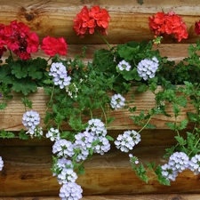 Red, geraniums, White