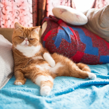 pillows, Red-white, Exotic Shorthair