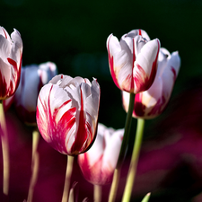 Red, Tulips, white
