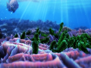 sun, reef, ocean, rays, bottom