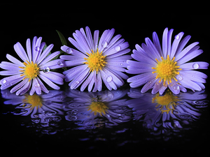 Astra, purple, drops, reflection, water, Flowers