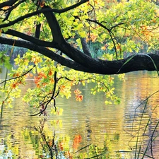 color, oak, reflection, water, Leaf, lake