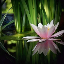 reflection, Lily, water