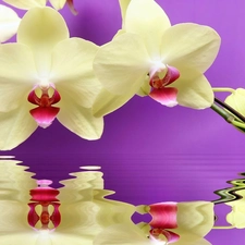 reflection, orchid, water