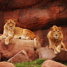 resting, Lioness, Lion