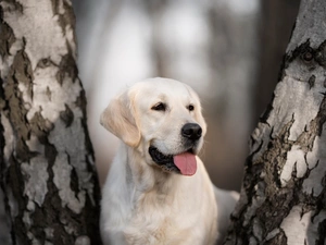 Stems, dog, birch, blurry background, trees, Labrador Retriever