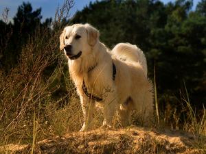 grass, Plants, Golden Retriever, braces, dog