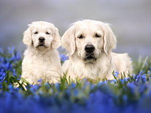 Two cars, Golden Retriever, Puppy, Dogs